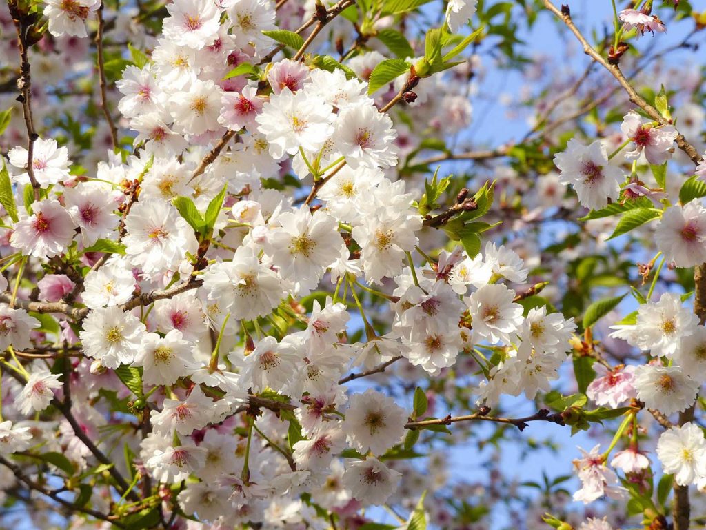 FABE-TARAVEL---JAPONYA---Kyoto-Kiraz-Çiçekleri-(2)