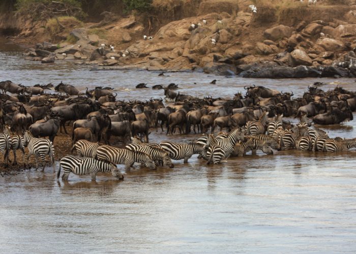 Kenya'da Safari