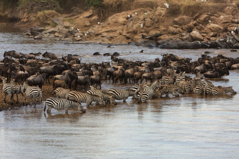 Kenya'da Safari