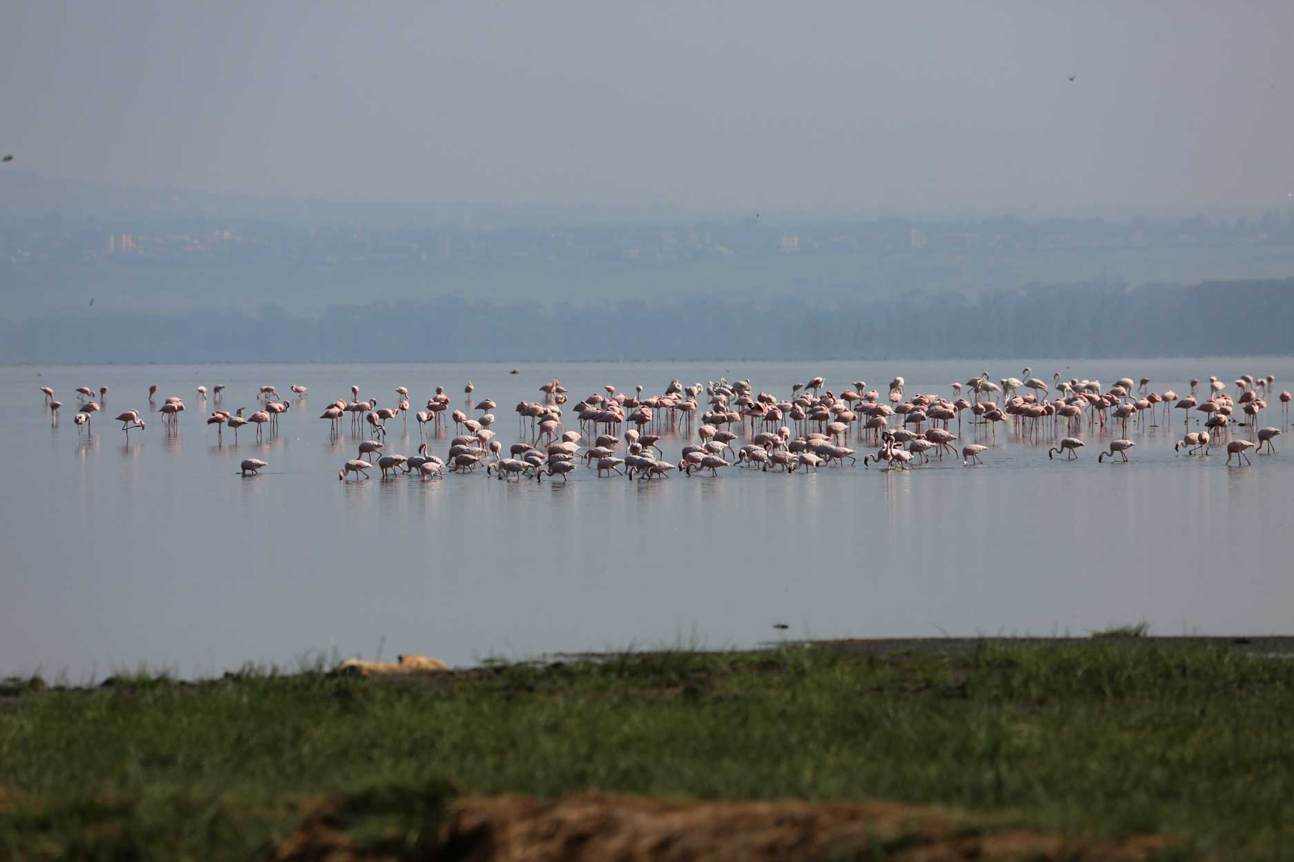 FABE-TRAVEL-Kenya-Nakuru-Safari(3)