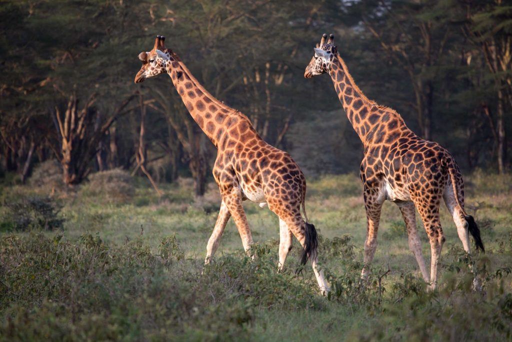 FABE-TRAVEL-Kenya'da-Safari-(1)